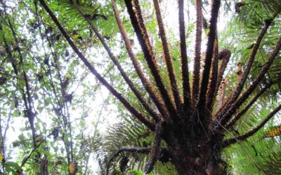 Nace el primer mercado de CO2 en Colombia