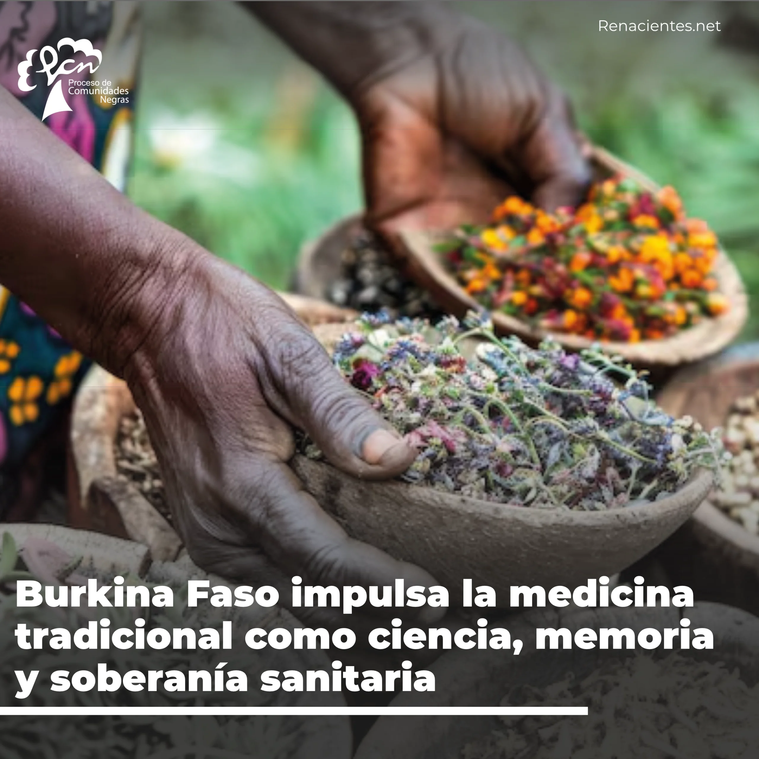 Investigación y clasificación de plantas medicinales en un laboratorio de medicina tradicional en Burkina Faso